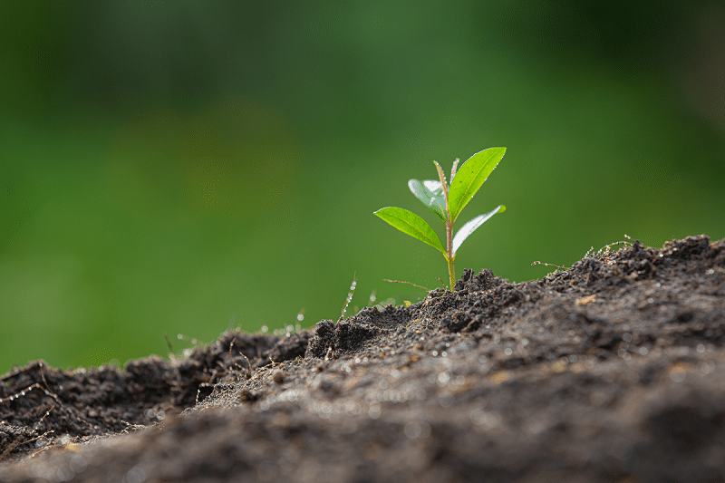 Tot-Net signa un acord de col·laboració amb Reforesta per a la conservació de zones naturals a través de la plantació i cura d'arbres