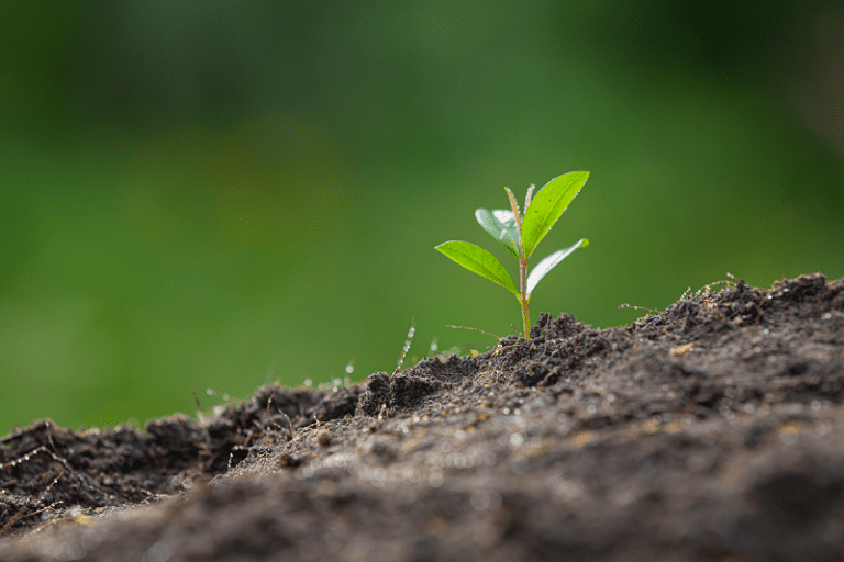 Tot-Net firma un acuerdo de colaboración con Reforesta para la conservación de zonas naturales a través de la plantación y el cuidado de árboles