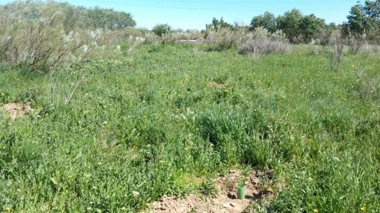 Tot-Net contribueix a la reforestació amb la plantació de 60 arbres a la Reserva Natural dels Galachos